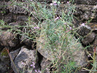 rderia-18-11-2012 12-20-03